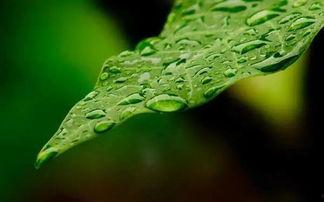 谷雨最近爆料视频,娱乐圈幕后真相大曝光！